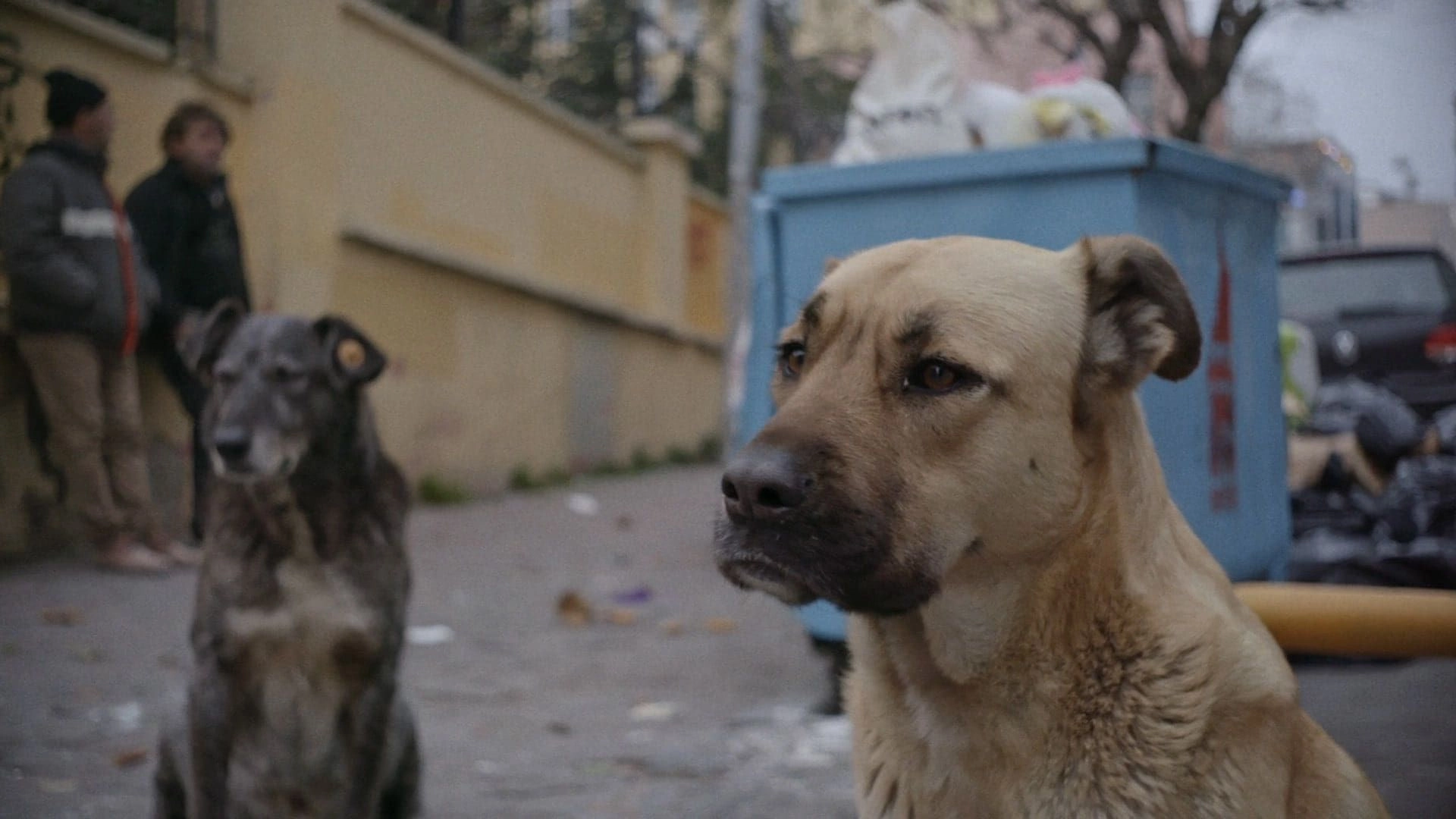 Vida de Cão (Stray)